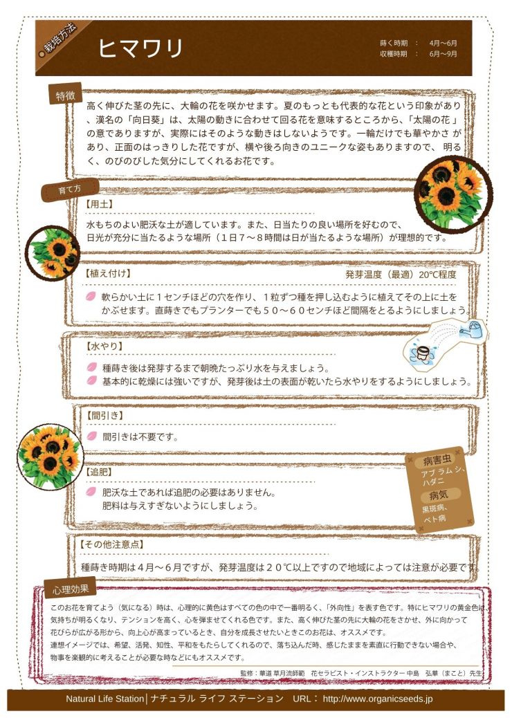 ヒマワリの育て方.pdf.jpg