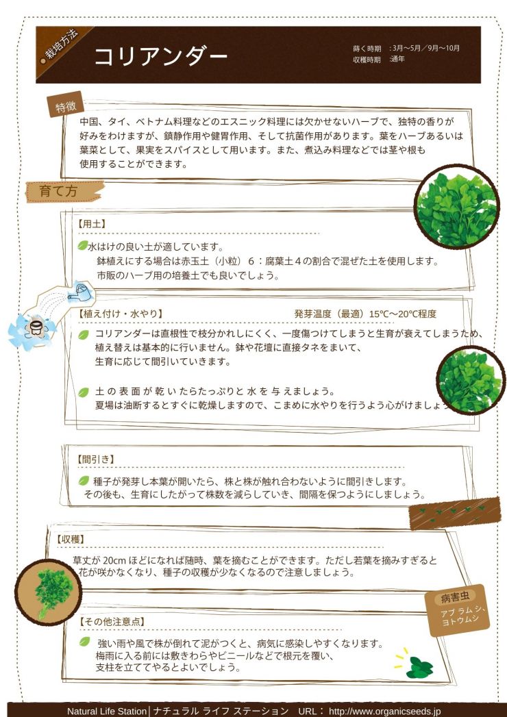 コリアンダーの育て方.pdf.jpg