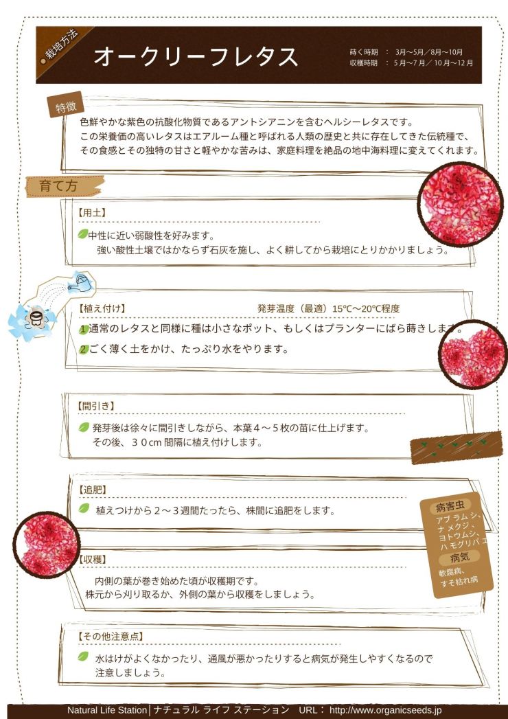 オークリーフレタスの育て方.pdf.jpg