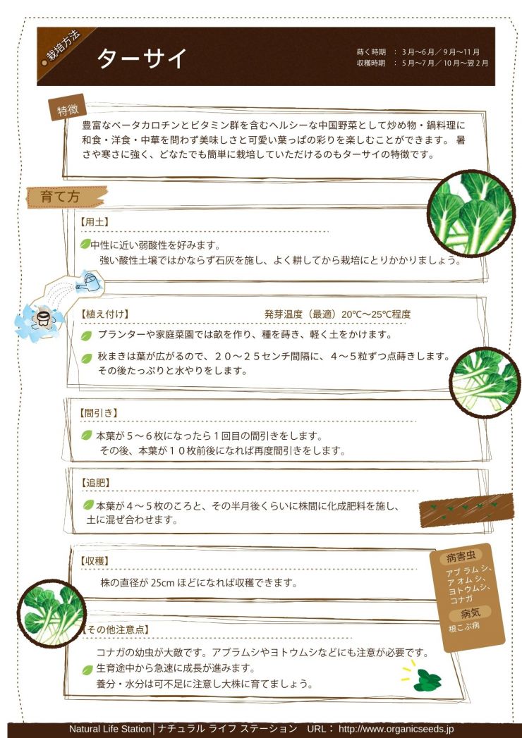 ターサイの育て方.pdf.jpg