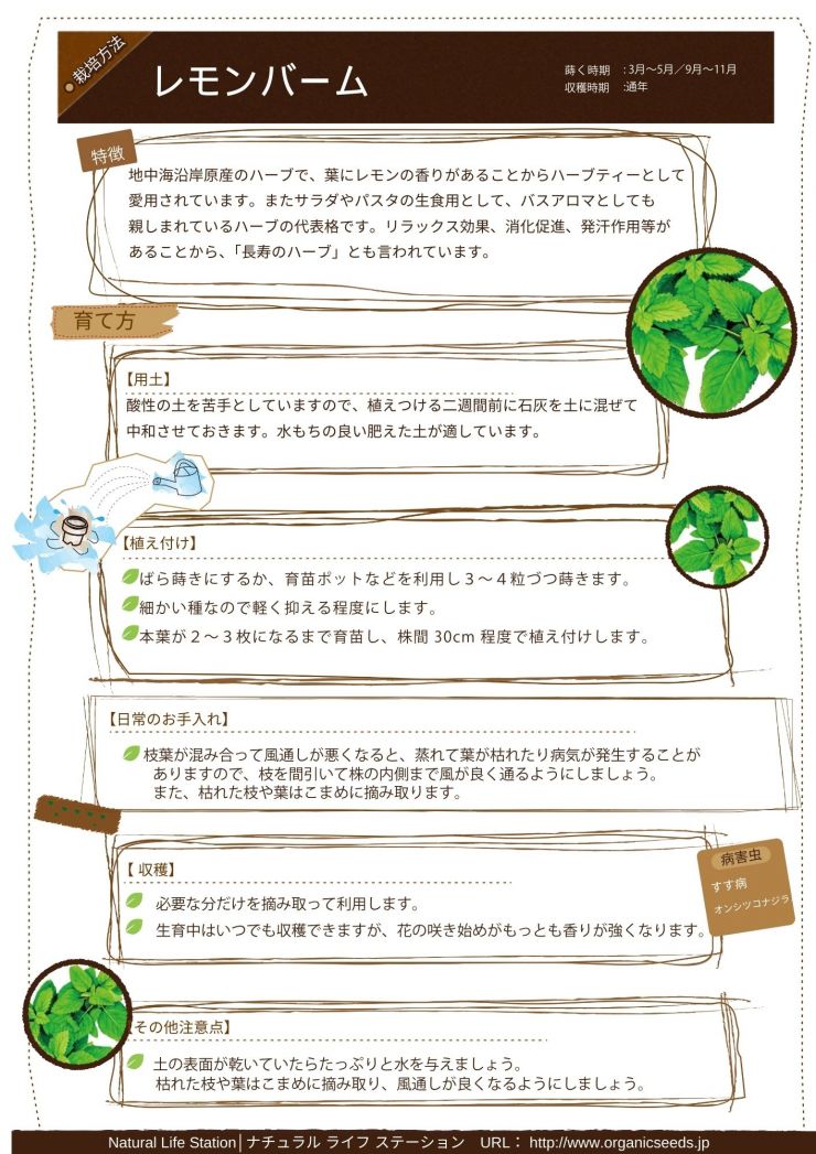 レモンバームの育て方.pdf.jpg