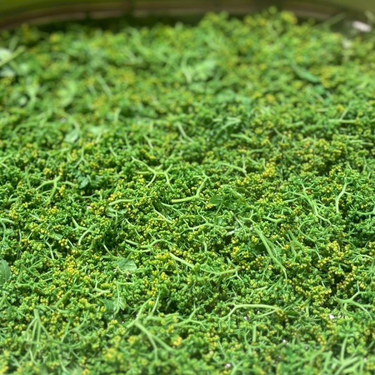 花山椒2.jpg