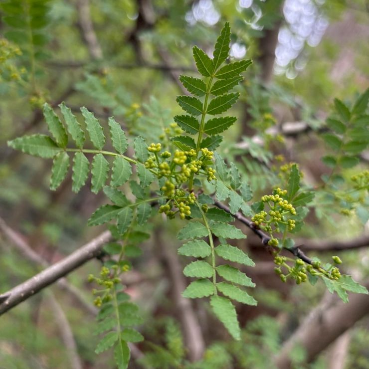花山椒1.jpg